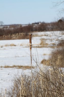 Marsh kuyrugu-Typha karda dolu