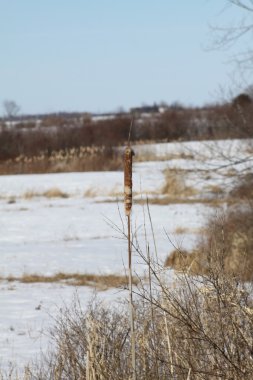 Marsh kuyrugu-Typha karda dolu