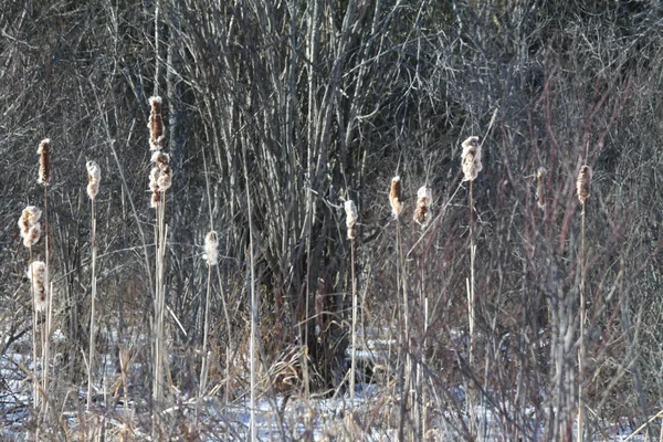 Bredkaveldun (Typha) på vintern — Stockfoto