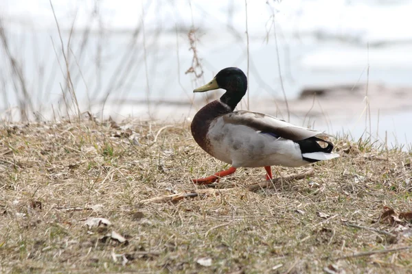 Canard colvert-Drake — Photo