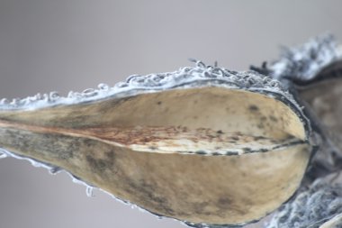 Süt kardeş bakla (kurutulmuş dışarı)