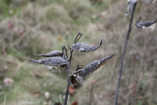 Milkweed lusky (sušené bodů) — Stock fotografie