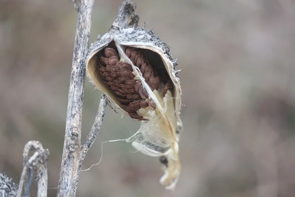 Milkweed lusky (vysušené) zimní sezóny — Stock fotografie