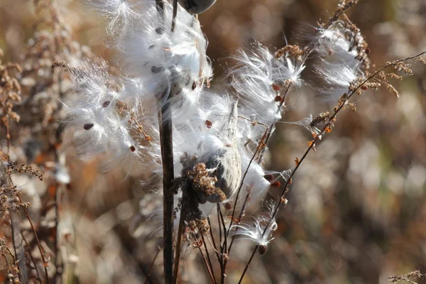 Výbušná zařízení (Asclepias syriaca) milkweed — Stock fotografie