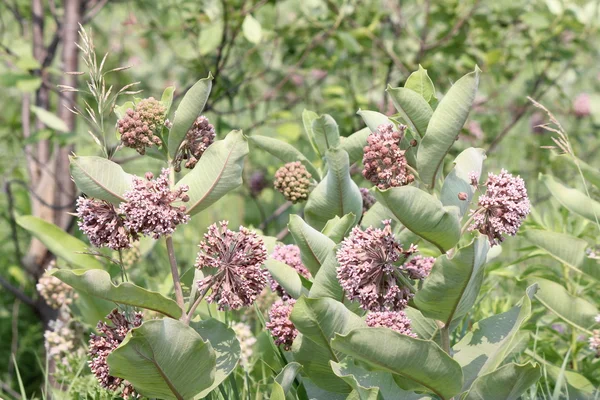 Süt çocuğu, (Asclepias syriaca), çiçekli — Stok fotoğraf