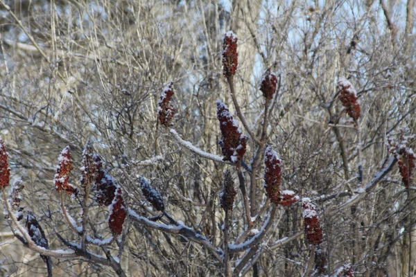 Sumac, Staghorn (Rhus typhina) y Sumac Bob 's con nieve —  Fotos de Stock