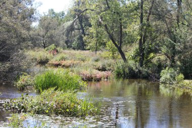 Onun bankaları aşırı akan dere
