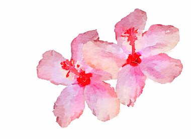 Beyaz üzerine pembe güzel ebegümeci