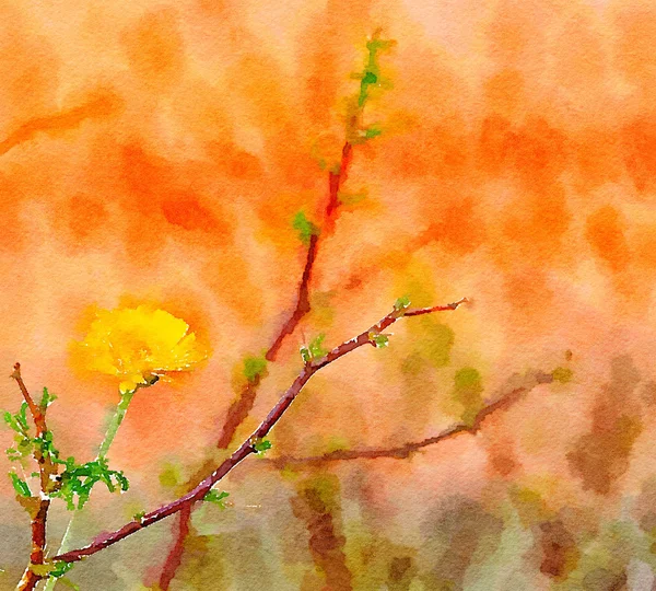 Όμορφο κίτρινο λουλούδι της ερήμου — Φωτογραφία Αρχείου