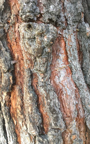 Gesicht im Baum — Stockfoto