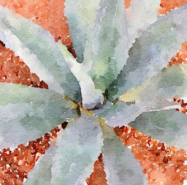 Peinture du Nouveau-Mexique Aloe Vera plant — Photo