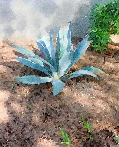 Aloe Vera Su carta — Foto Stock