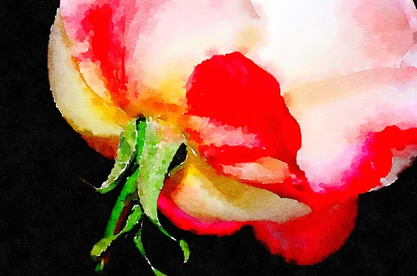 Punainen ruusu mustalla — kuvapankkivalokuva
