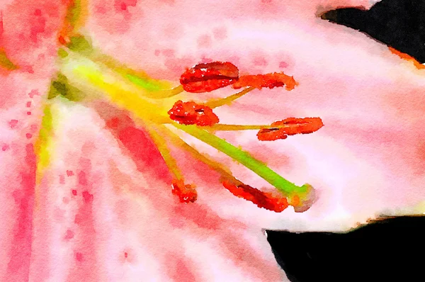 Lily Painting on Paper — Stock Photo, Image