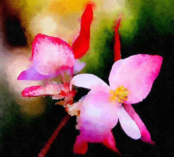 Begonia On Paper — Stock Photo, Image