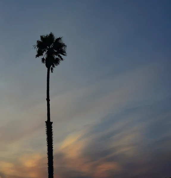 Árvore de palmeira única — Fotografia de Stock