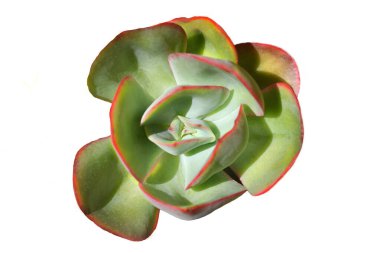 Çok güzel ıssız bir kaktüs Beyaz üzerine