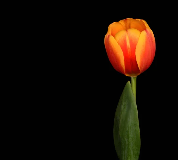 Magnífico Tulipán Negro Fondo — Foto de Stock