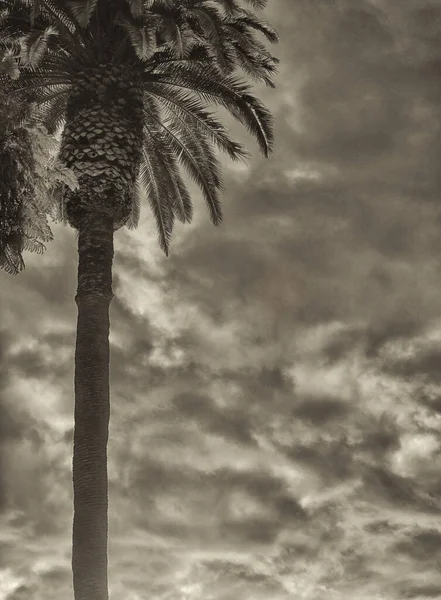 Beautiful Vintage Palm Tree Beverly Hills — Stock Photo, Image