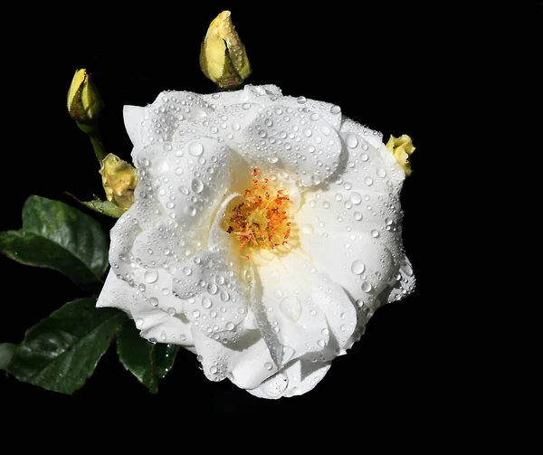Rosa Iceburgo Blanco Extra Hermosa Plena Floración — Foto de Stock