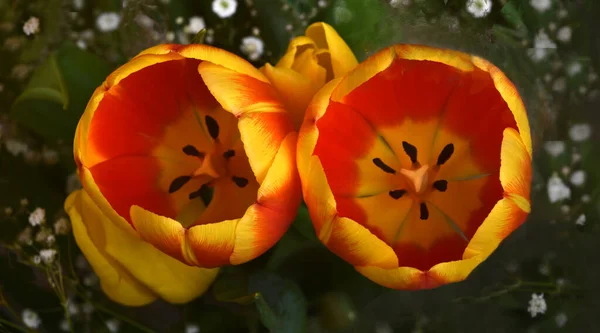 Imagen Muy Bonita Dos Tulipanes Jardín — Foto de Stock