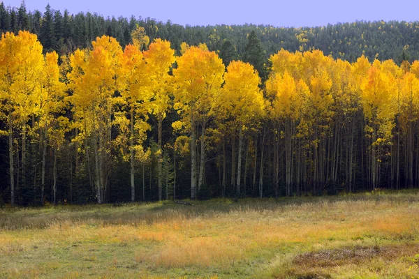 New Mexico Aspens — Stock Photo, Image