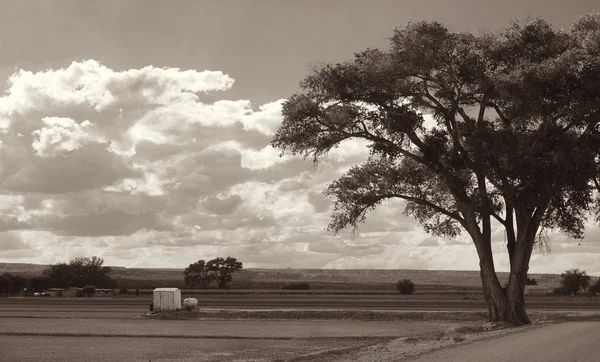 Campos de cultivo do Novo México — Fotografia de Stock
