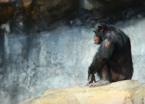 Chimpanzé sozinho — Fotografia de Stock