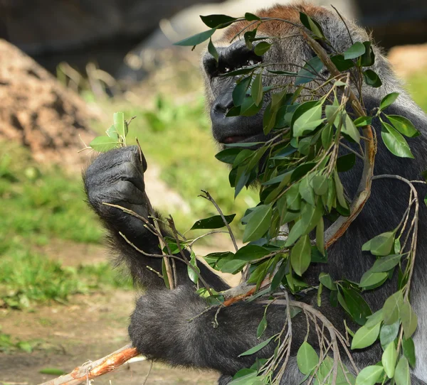 Gorilla eten — Stockfoto