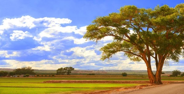 Growing Fields of New Mexico — стоковое фото