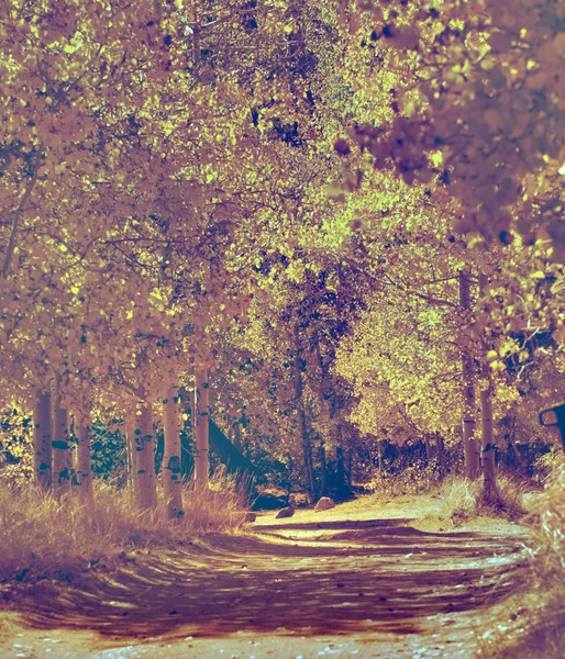 Аспен grove — стокове фото