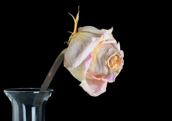 Beautiful Old Rose — Stock Photo, Image