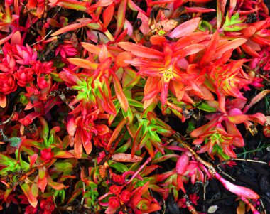 Iceplant