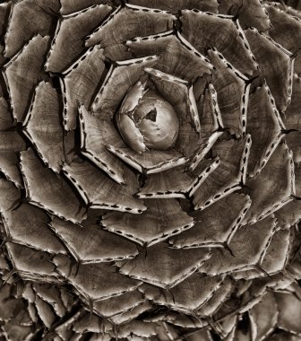 Kaktüs Siyah ve Beyaz güneybatı Amerika'da