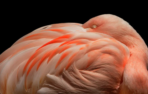 Flamingo — Stockfoto