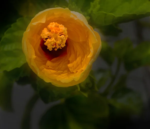 Hibisco — Fotografia de Stock