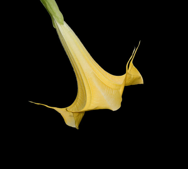 Ангельская труба
