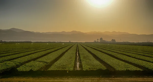 Campos de cultivo — Fotografia de Stock