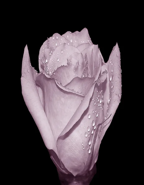 Идеальная роза — стоковое фото