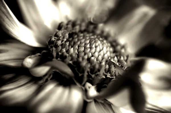 Dahlia flower in Bloom — Stock Photo, Image