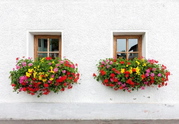 Zwei Fenster mit Blumen — Stockfoto