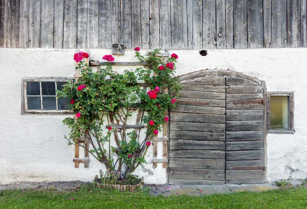Alte Scheunentore und roter Rosenbusch — Stockfoto