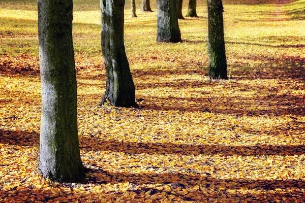 木の幹と秋の黄葉 — ストック写真