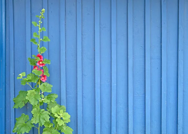 Floraison Fleur Extérieure Contre Mur Bois Bleu Avec Espace Copie — Photo