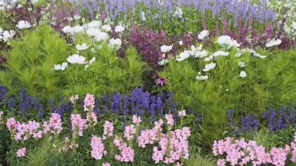 Summertime Nature Background Blooming Flower Bed Summer Garden — Stock Video