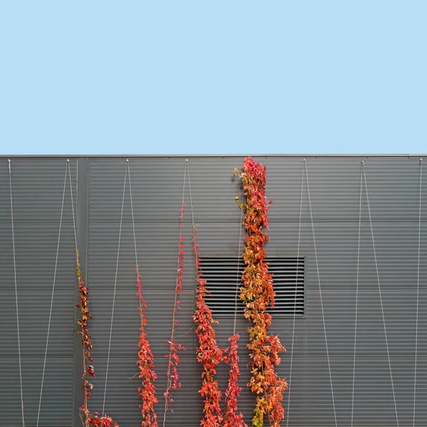 Červené Žluté Popínavé Rostliny Lezení Moderní Stavební Zdi Podzim — Stock fotografie