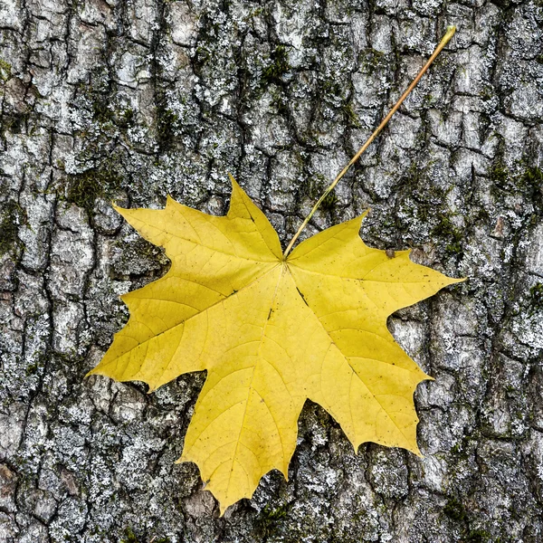 Желтый кленовый лист — стоковое фото