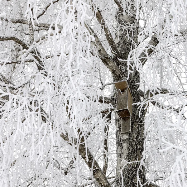 Birdhouse sur arbre enneigé — Photo