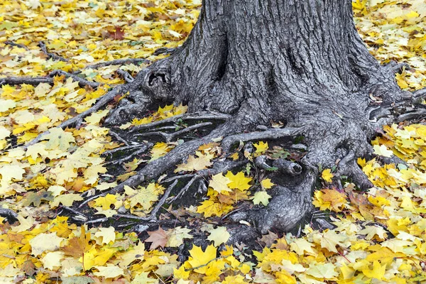 Baumwurzeln mit Ahornblättern bedeckt — Stockfoto