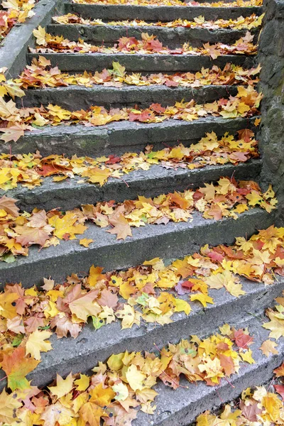 Stufen mit gelben Ahornblättern bedeckt — Stockfoto